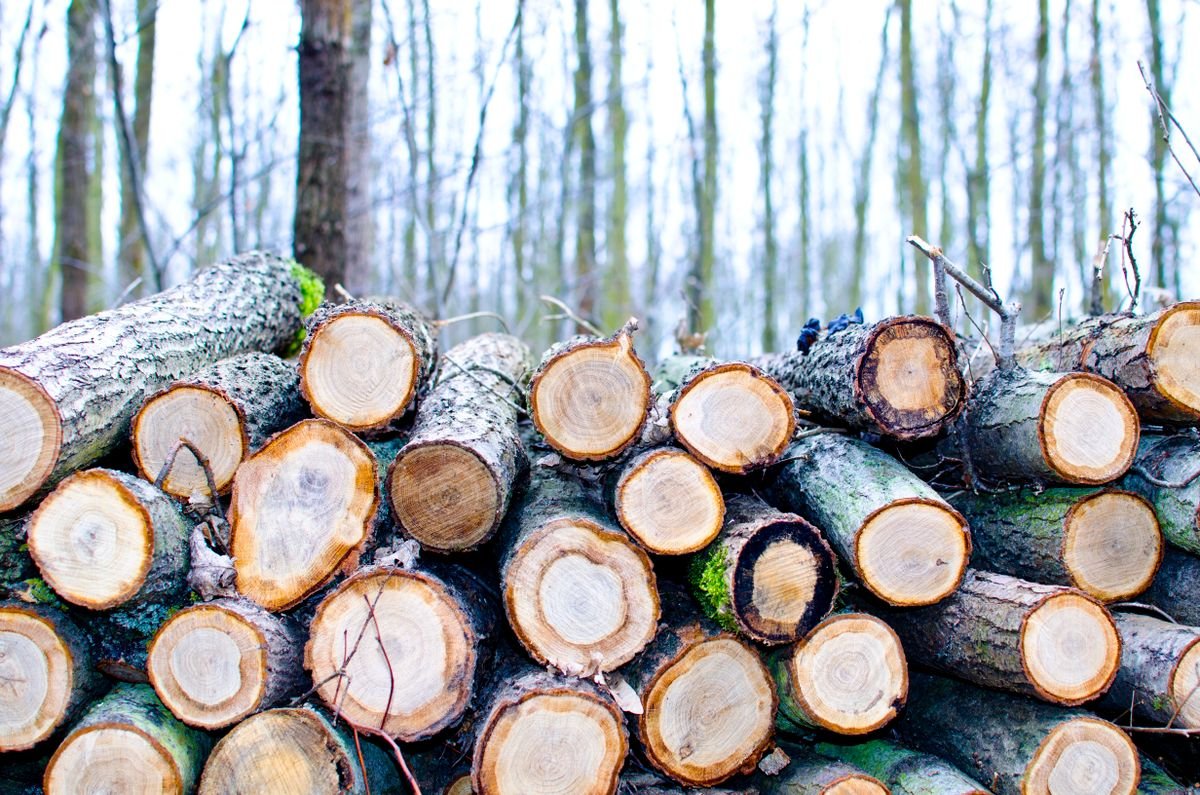 Quelle essence de bois choisir pour bien se chauffer ?