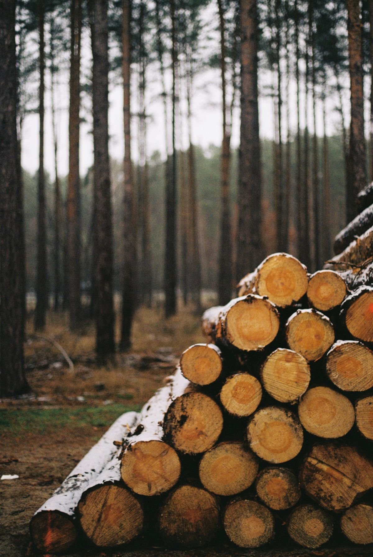 Grumes de bois rond en lot